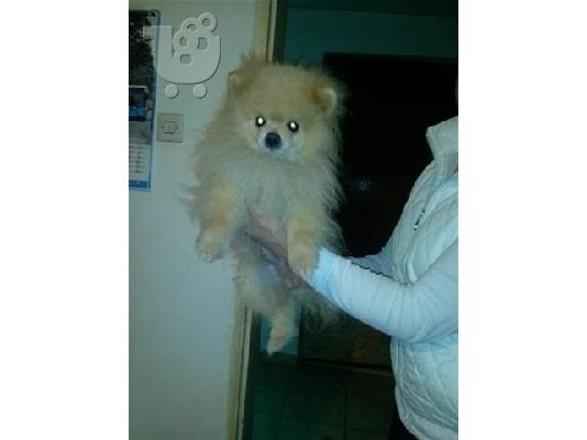 Pomeranian καθαροαιμα 6979314054 ΡΟΔΟΣ
